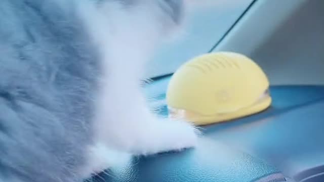 Funny Cat in the wolrd