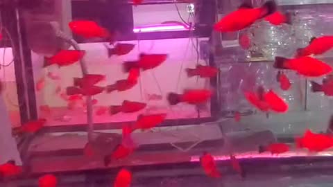 beautiful fish