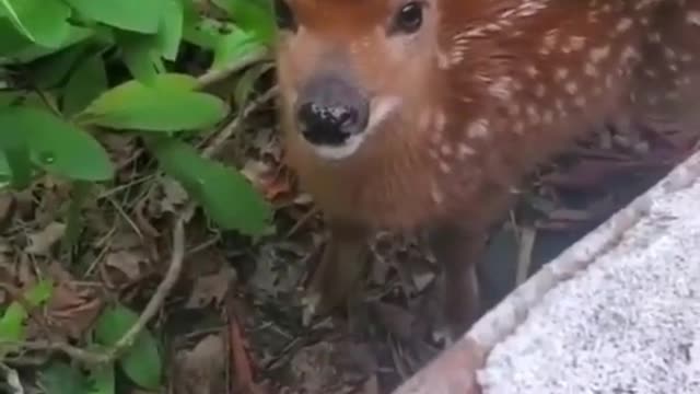 AWW SO CUTE ! Cutest baby animals Videos Compilation Cute moment of the Animals - Cutest Animals # 9