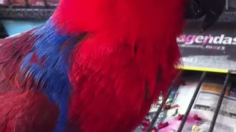 Eclectus parrot sneezing fit