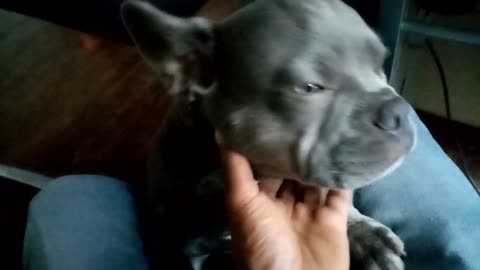 Sirius Q The French Bulldog - Watching Educational Videos