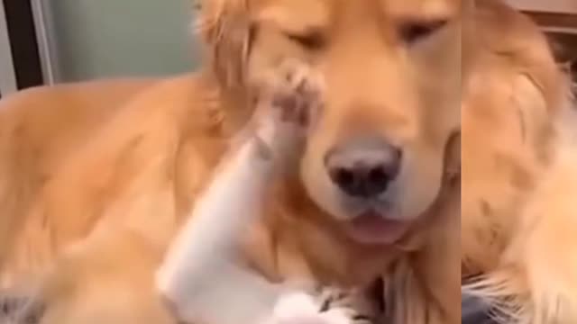 Cute friendship between Dog and my kitten - funny and interesting video