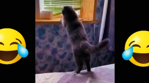 animals funny video 2022