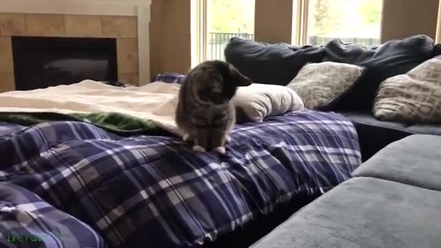 Funniest cats videos of 2022