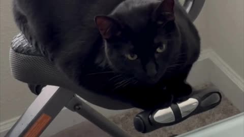 Adopting a Cat from a Shelter Vlog - Cute Precious Piper Shows How to Sit on a Bike #shorts