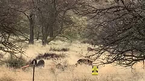 Wild Boars funning free by freeway