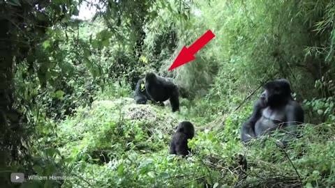 Craziest Gorilla Attacks and Fights Caught on Camera!!