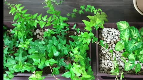 Plants grown at home