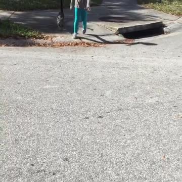 Cat walks home from school with little girl