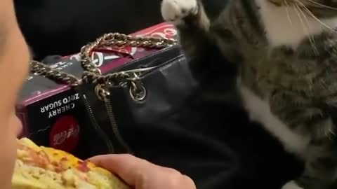 Cute cat wants to steal food aggressively