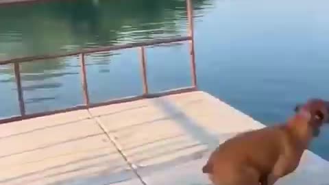 Funny videos of animal