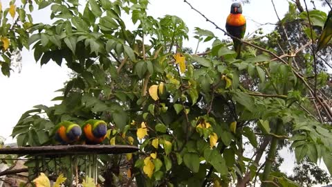 Twins Rainbow lorikeets in my yard