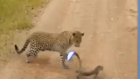 Funny animals videos