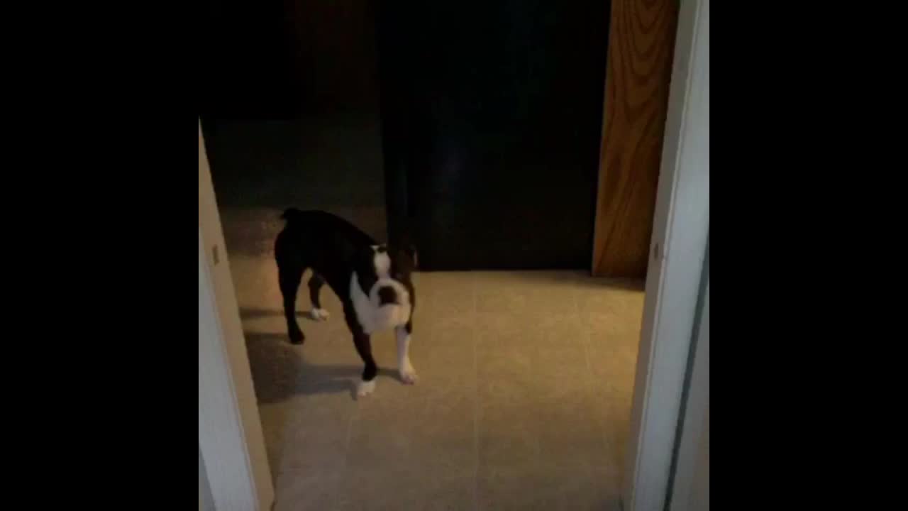 Hyper Boston Terrier Gets His Workout In Early Morning Style