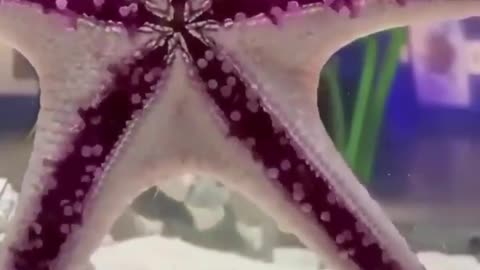 The way starfish walk is mesmerizing