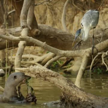 The giant otter is a river monster.