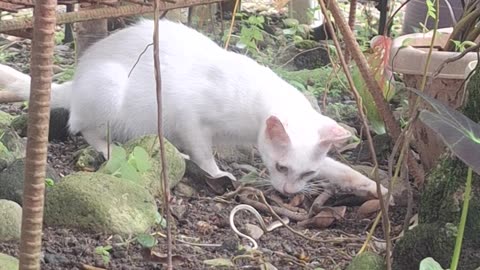 CAT VS. SNAKE