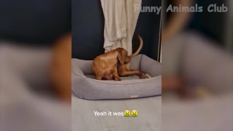 Best Funniest Animals Video of 2022 -- Cute Cats😹 and Funny Dogs🐶 Videos!