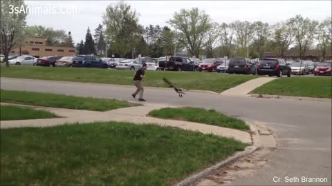 Funny Different Animals Chasing and Scaring People 2024