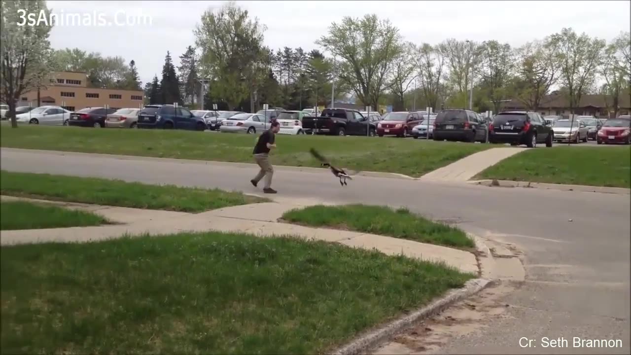 Funny Different Animals Chasing and Scaring People 2024