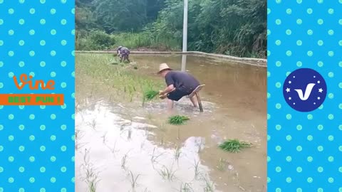 Funny videos
