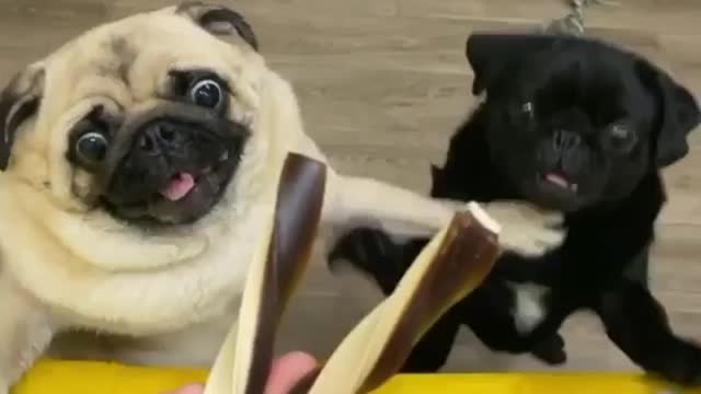 Just two weird dogs really wanting a treat