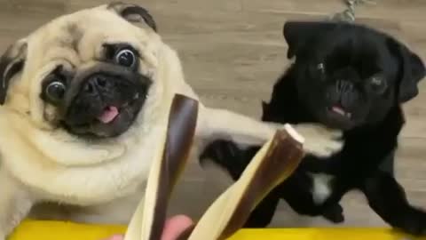 Just two weird dogs really wanting a treat