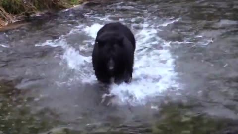 Bear trying to catch a fish