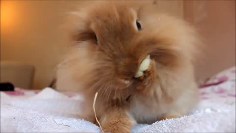 Really Cute Bunny Cleaning His Paws!