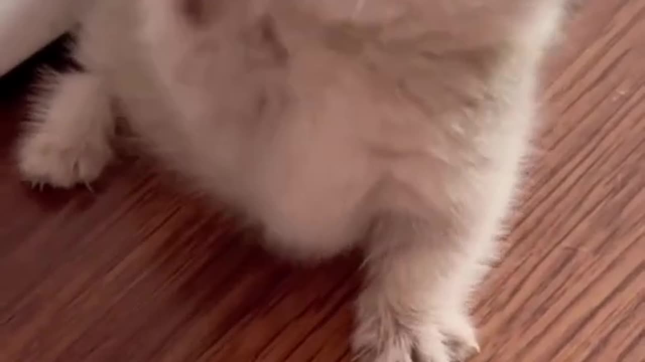 Animals love best video