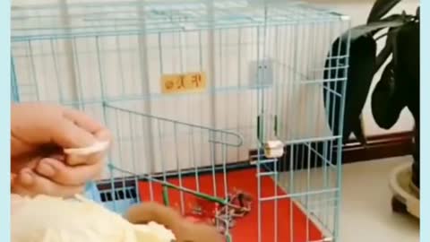 Love and train your pets