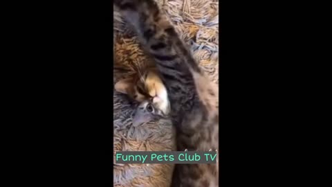 Funny Animal Videos 🤣 Hilarious Cats and Dogs Videos 2024 😁 #200