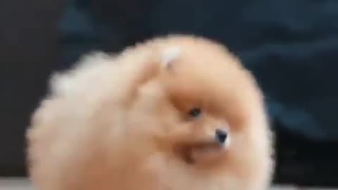 Best Funny Animal Videos 2022 😺 Funny Dog Videos 2022 😁 Funniest Dog Videos 😁😇