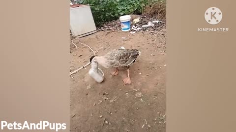 You'll LAUGH FOR SURE! Best FUNNY ANIMAL VIDEOS 1