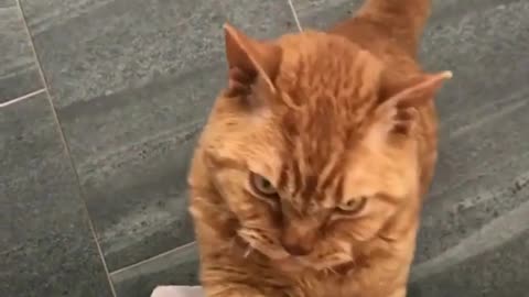 Naughty Little Tabby Cat