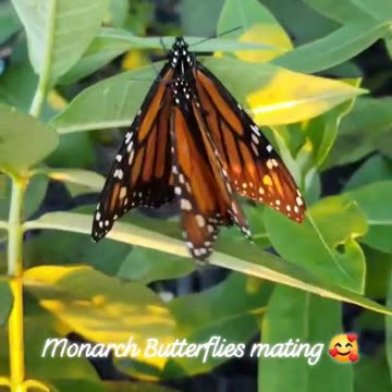 Monarch Butterfly Season 2024 Part 13