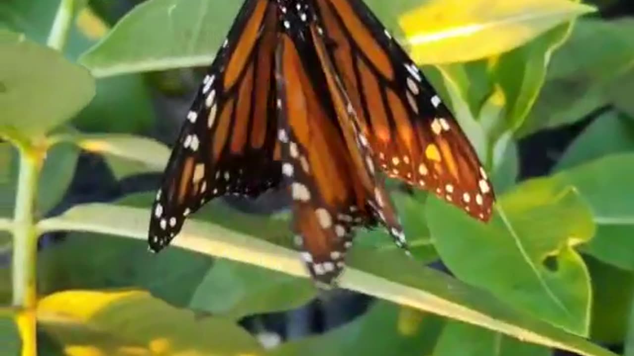 Monarch Butterfly Season 2024 Part 13