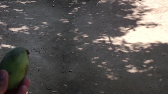 Cow asking mango to eat