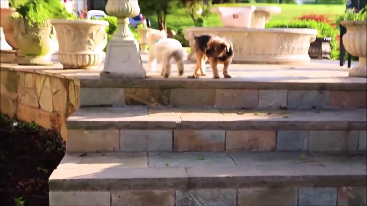 Cute pets in action00022