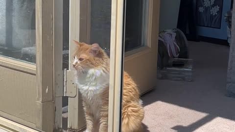 Orange Floof Confounded By Screen Door