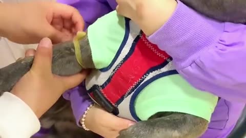 The funny side of pet