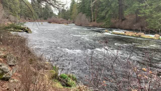 Wilderness Hiking Beautiful Section of Metolius River – Central Oregon