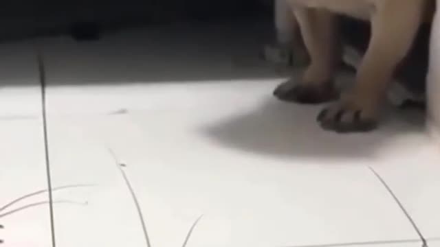 cute Dog short shorts cuteanimals