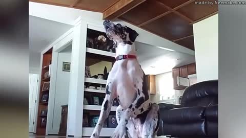 *Try Not To Laugh Challenge* Funny Dogs Compilation [MUST SEE] Funny Dog Videos