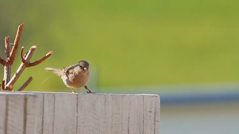 A Glimpse into the world of Birds