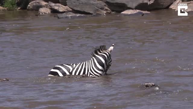 Brave Zebra Fights Off Five Crocodiles And Survives