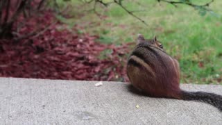 Chipmunk doesn't share ice cube