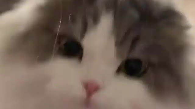 Cat and ice cream Fight