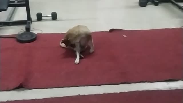 Dog in gym