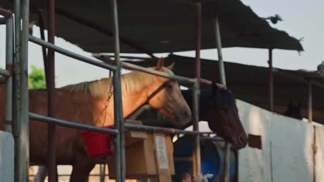 horses-resting-in-a-stable